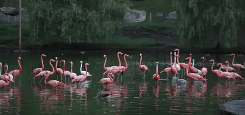 جولة حديقة شكفاتيلي