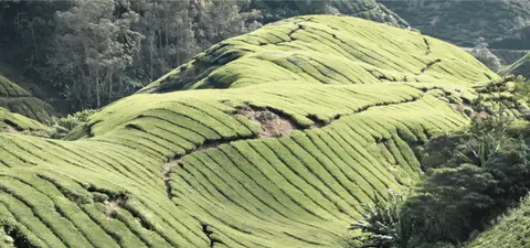 جولة مرتفعات كاميرون هايلاند